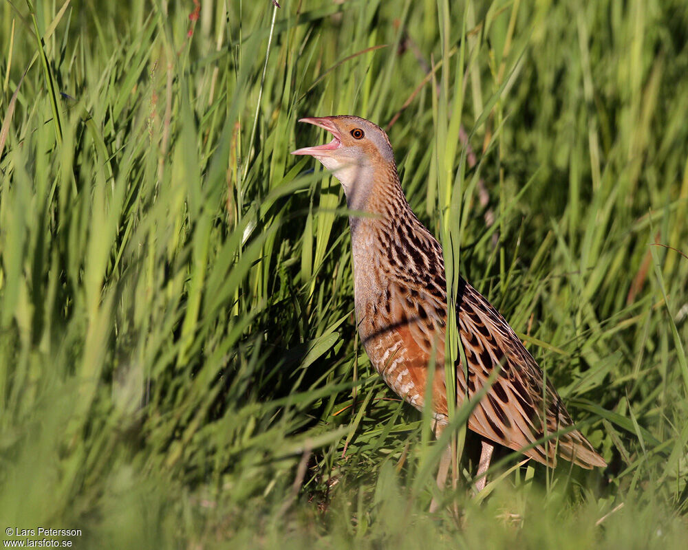 Corn Crake