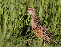 Corn Crake