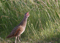 Corn Crake