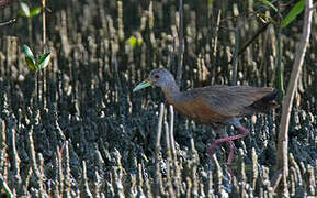 Little Wood Rail