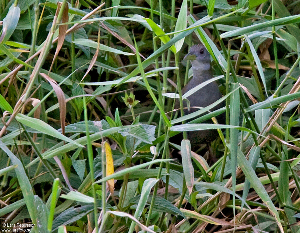 Grey-breasted Crake