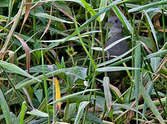 Grey-breasted Crake