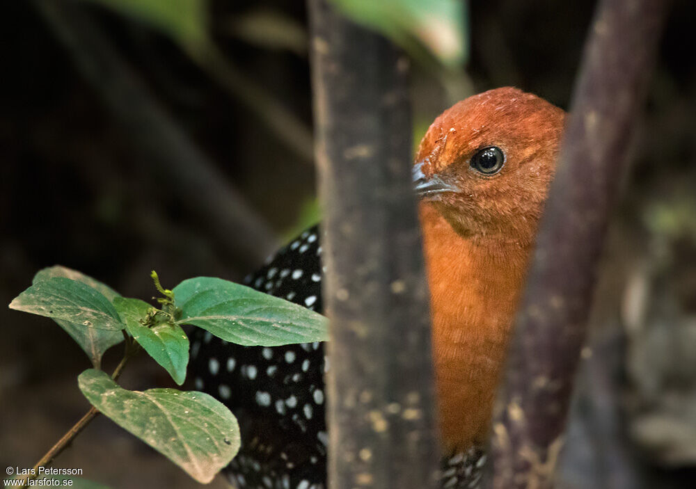 White-spotted Flufftail