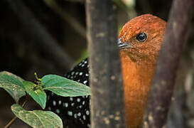 White-spotted Flufftail