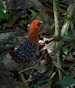 White-spotted Flufftail