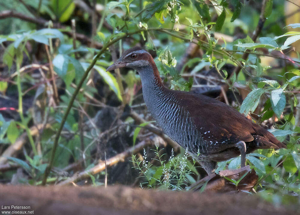 Râle rovianaadulte, identification