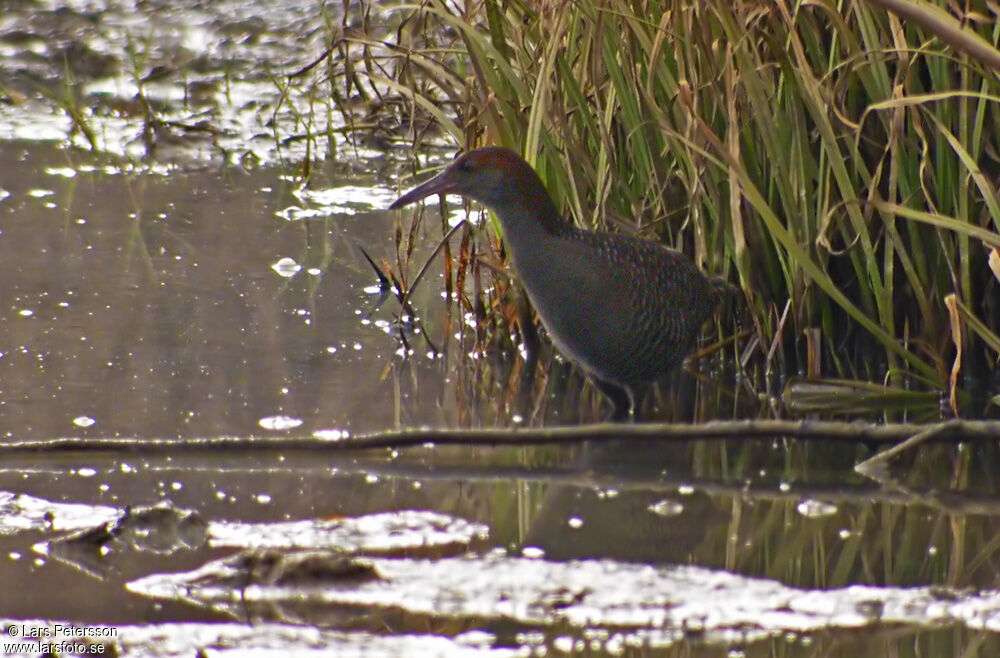 Slaty-breasted Rail