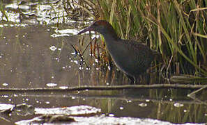 Slaty-breasted Rail