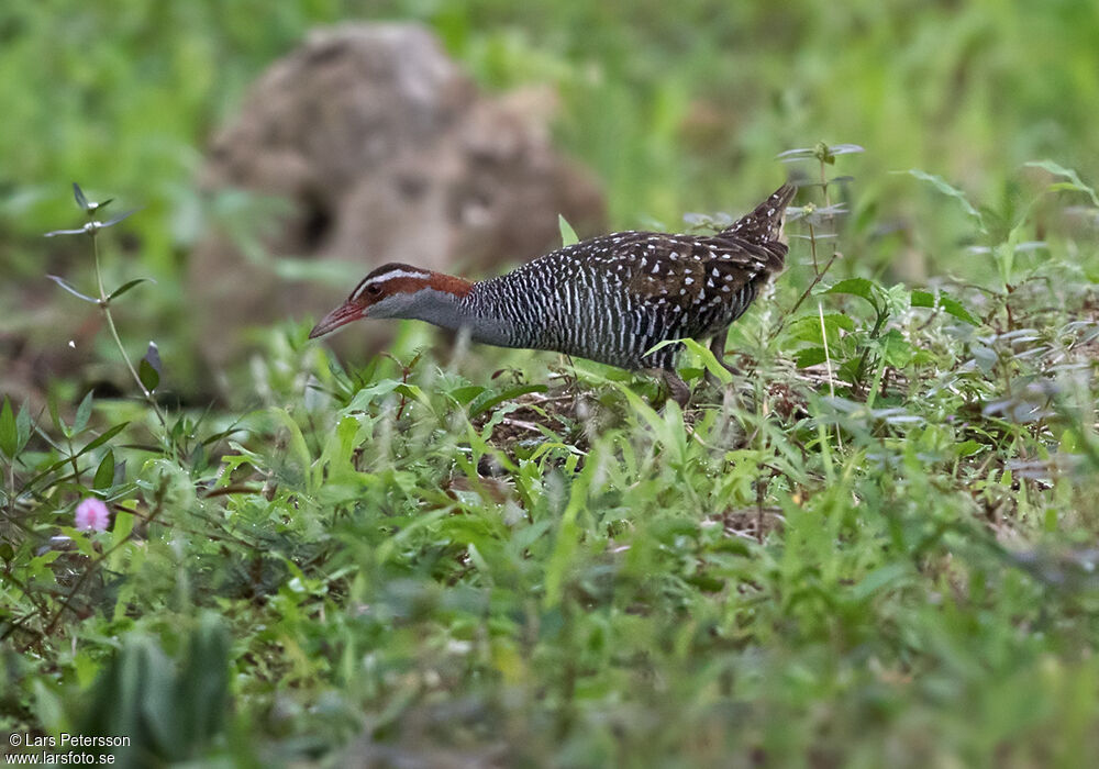 Buff-banded Rail