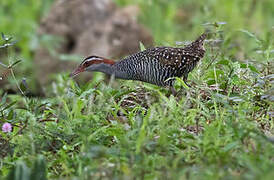 Buff-banded Rail