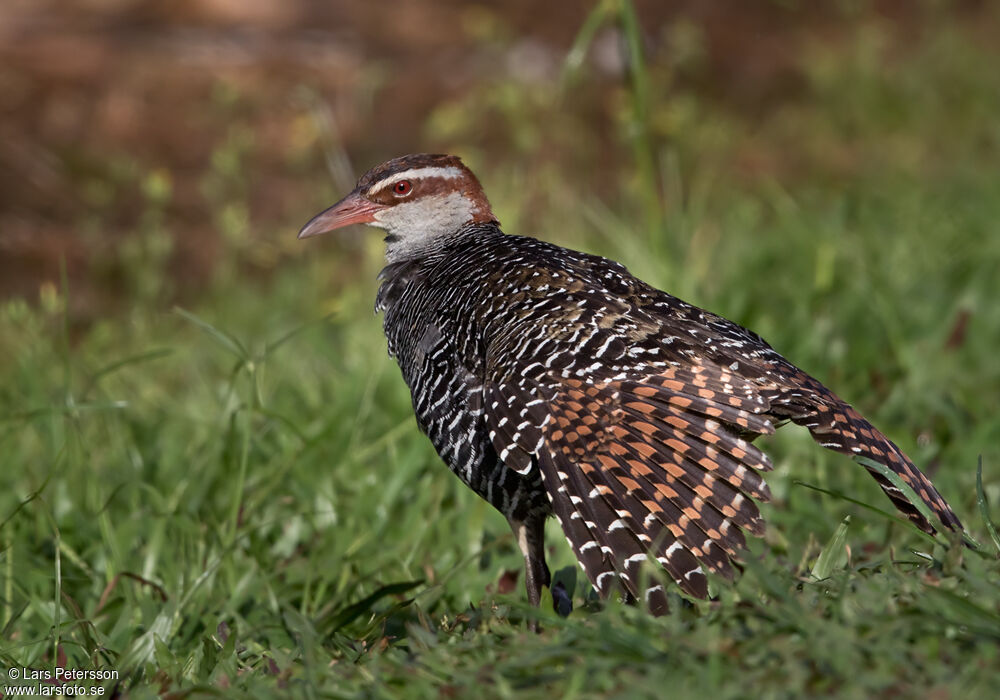 Buff-banded Rail