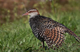 Buff-banded Rail