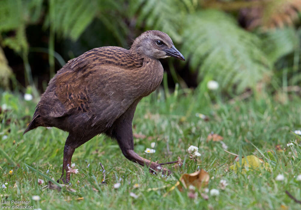 Weka