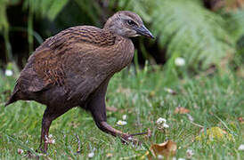 Weka