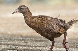 Weka