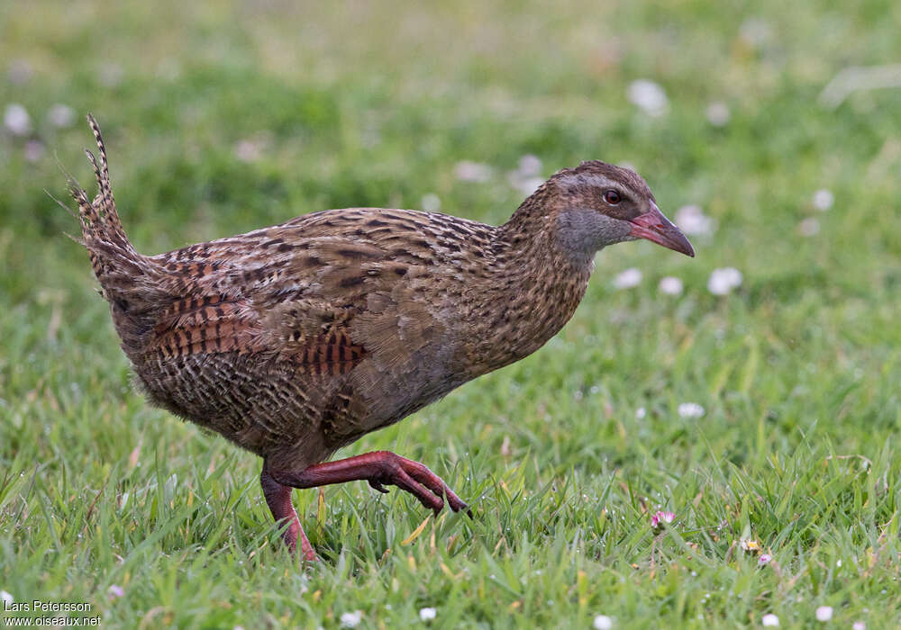 Wekaadult, identification