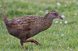 Weka