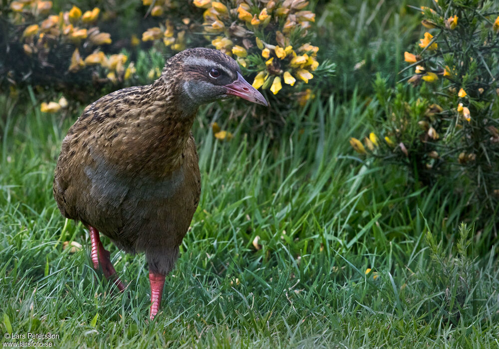 Weka