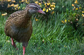 Weka