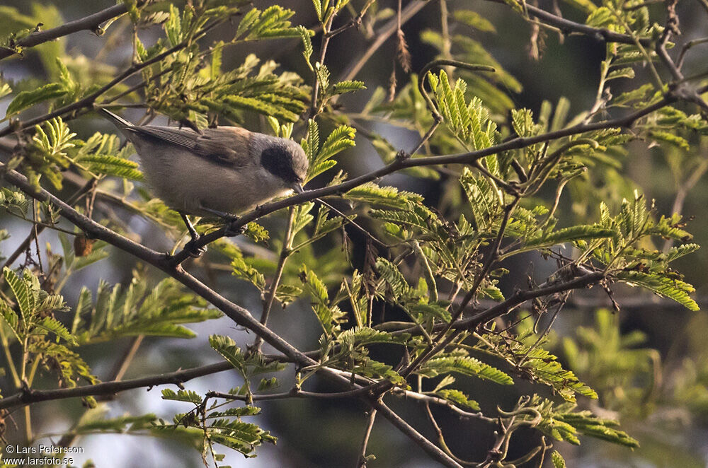 White-crowned Penduline Tit