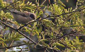 White-crowned Penduline Tit