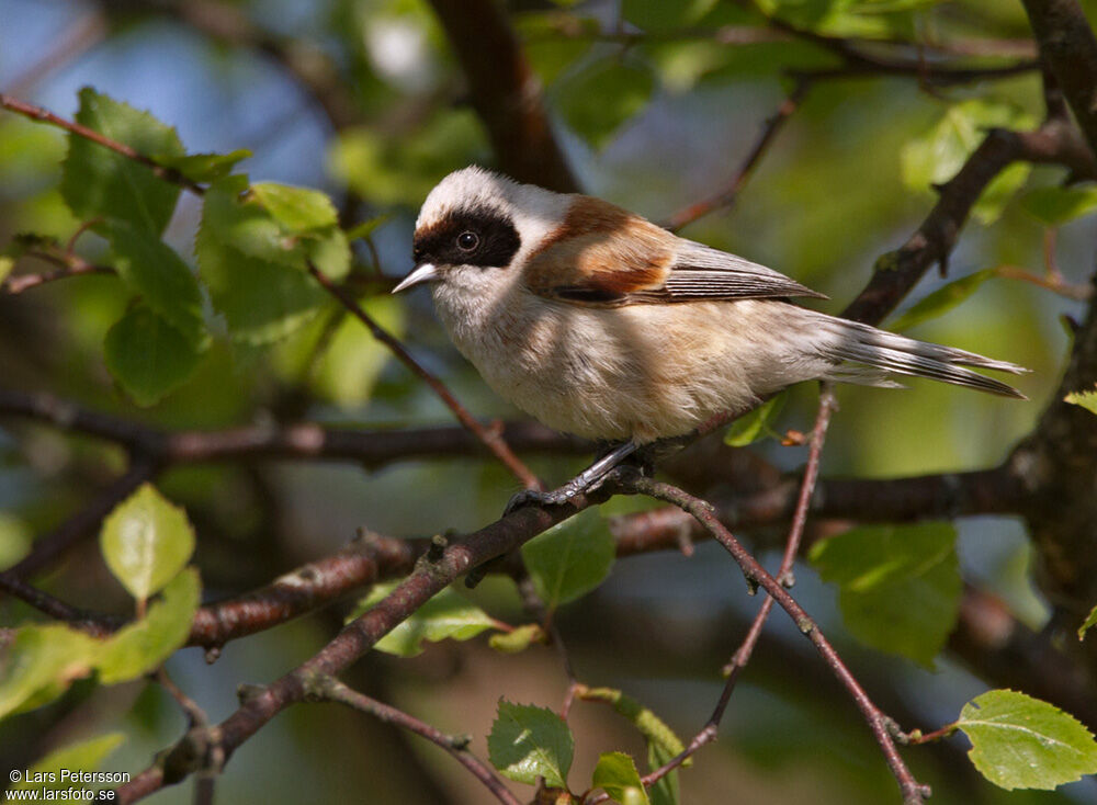 Rémiz penduline