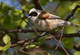 Eurasian Penduline Tit