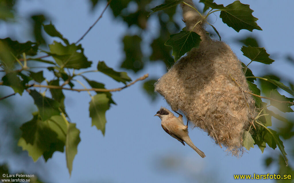 Eurasian Penduline Tit