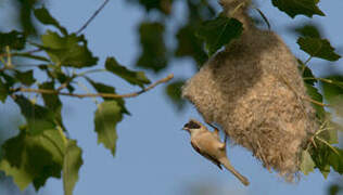 Eurasian Penduline Tit