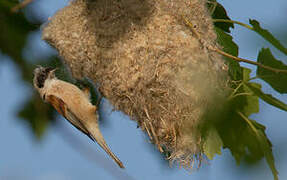 Eurasian Penduline Tit