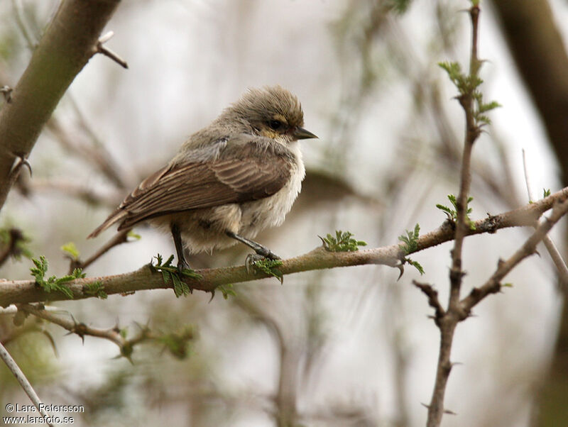 Mouse-colored Penduline Tit
