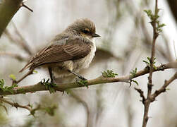 Mouse-colored Penduline Tit