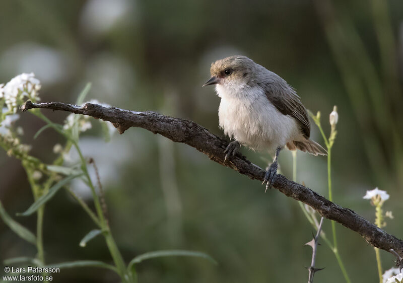Mouse-colored Penduline Tit