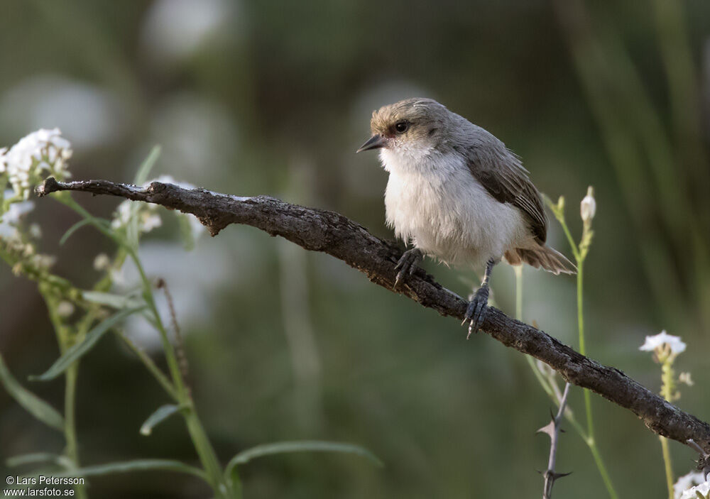 Mouse-colored Penduline Tit