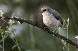 Mouse-colored Penduline Tit