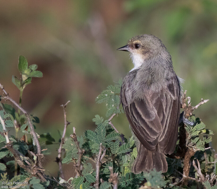 Mouse-colored Penduline Tit