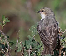 Mouse-colored Penduline Tit