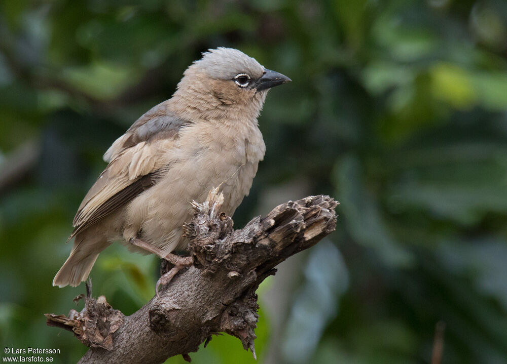 Grey-capped Social Weaver