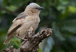 Grey-capped Social Weaver