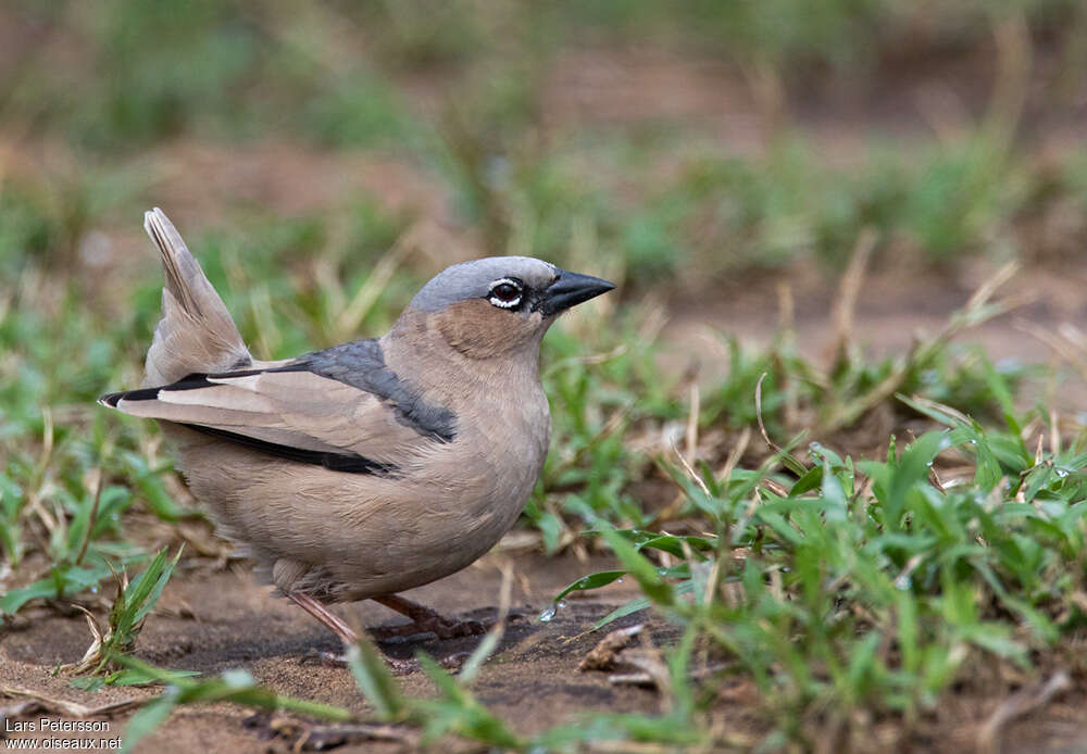 Grey-capped Social Weaveradult, identification