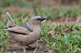 Grey-capped Social Weaver