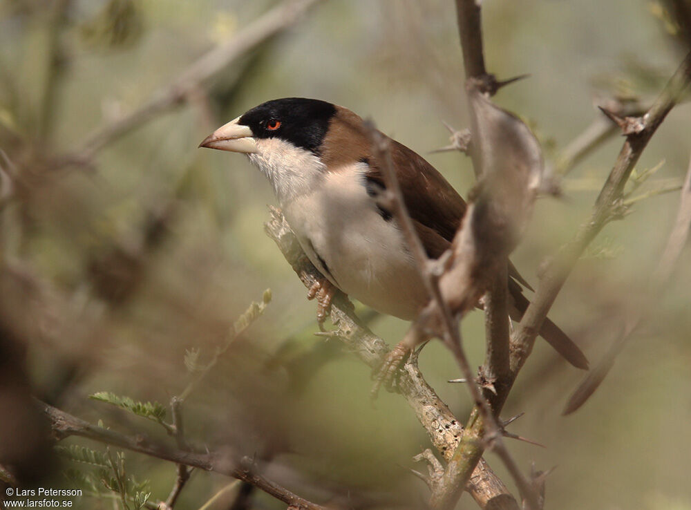 Black-capped Social Weaver