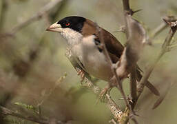 Black-capped Social Weaver