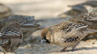 Sociable Weaver