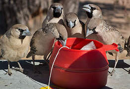 Sociable Weaver