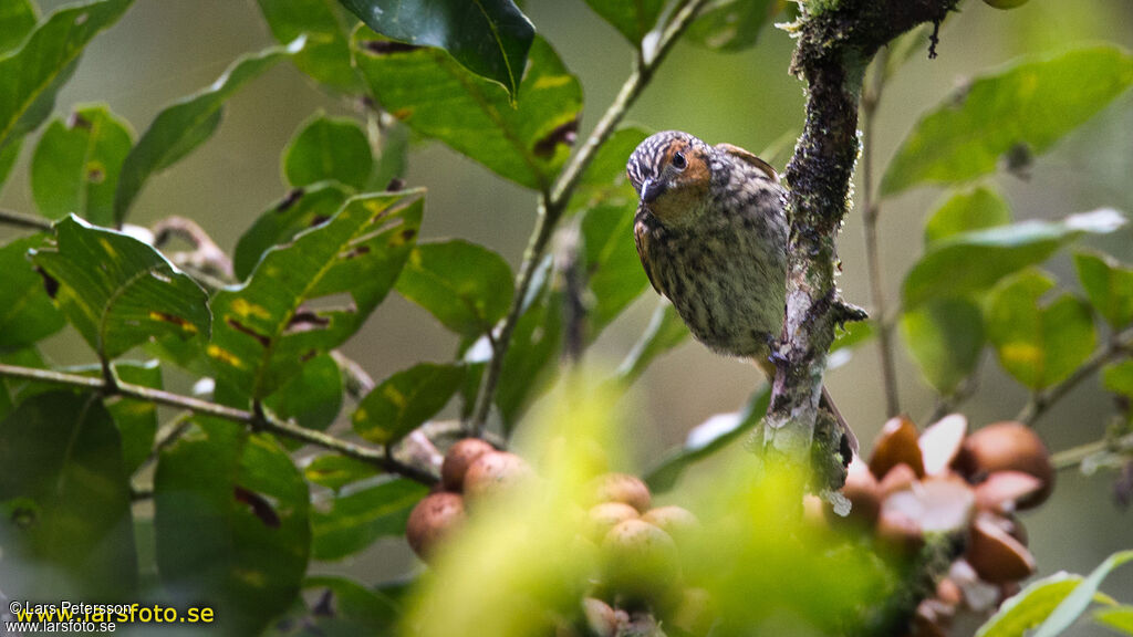 Mottled Berryhunter