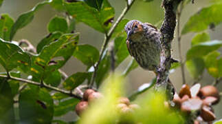 Mottled Berryhunter