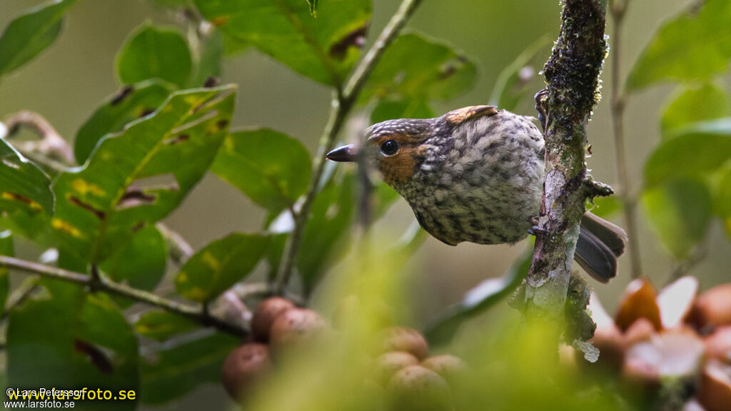 Mottled Berryhunter