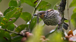 Mottled Berryhunter