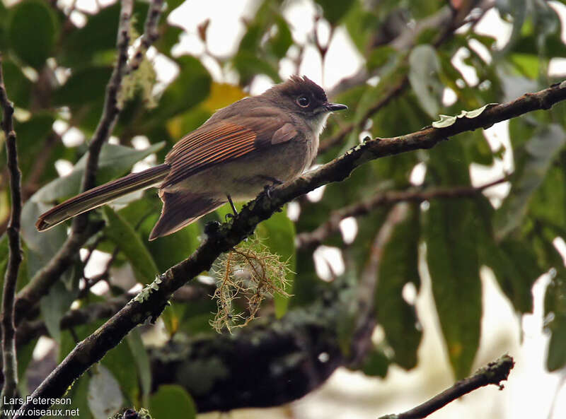 Brown-capped Fantail